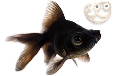 black more fish|Black Moor Goldfish: Info, Pictures, Care, Varieties.